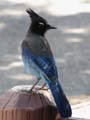 Bryce Canyon - Stellar Jay